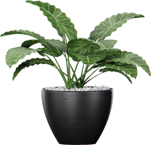 Tropical plant in pot